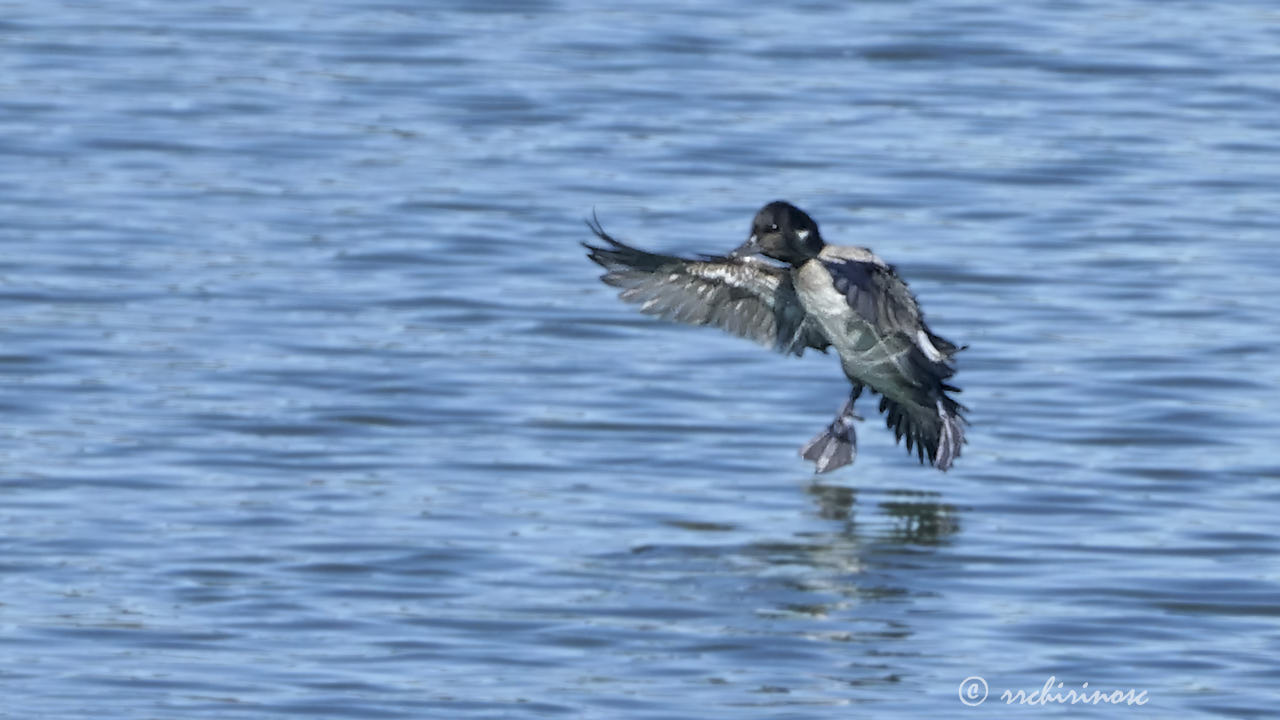 Bufflehead