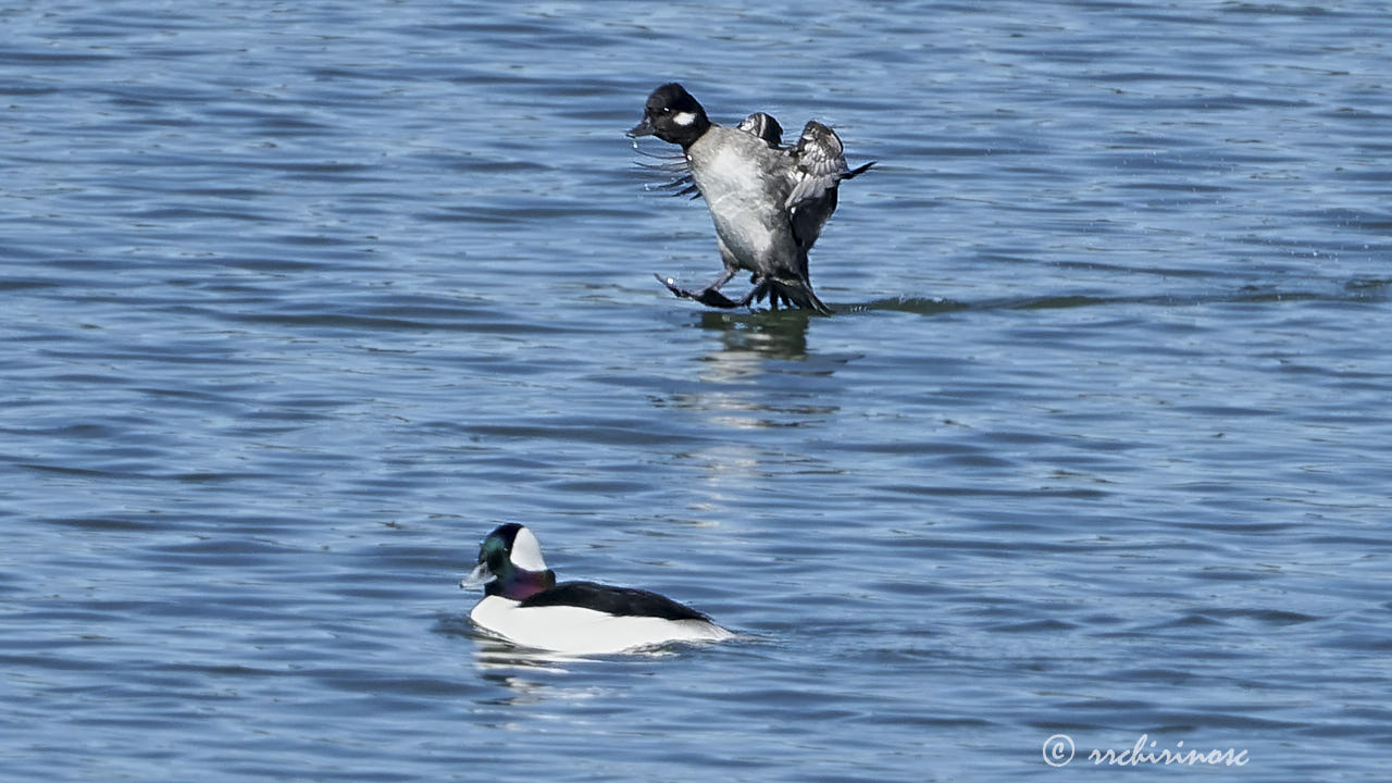 Bufflehead