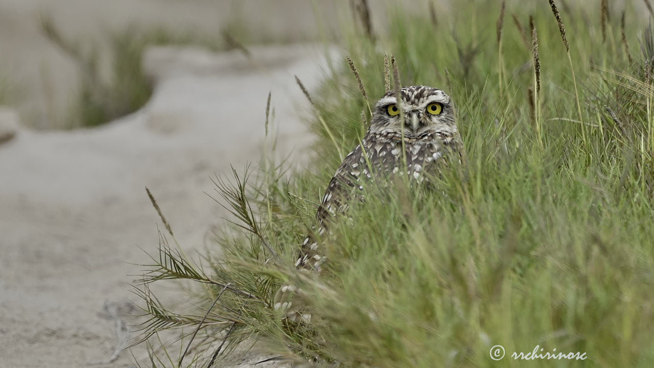 Burrowing owl