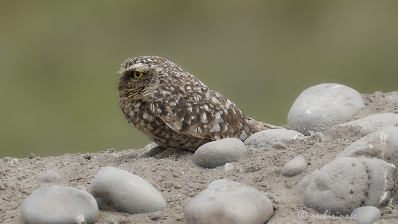 Burrowing owl