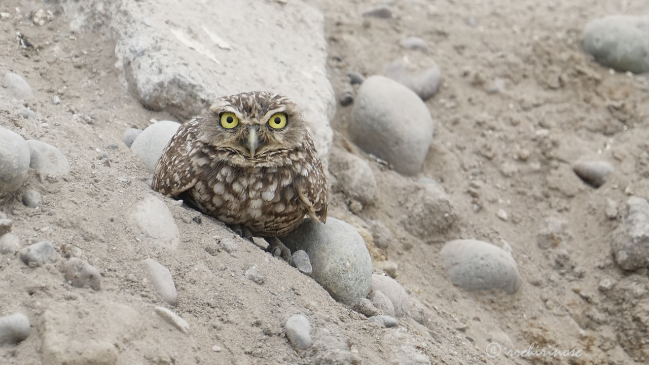 Burrowing owl