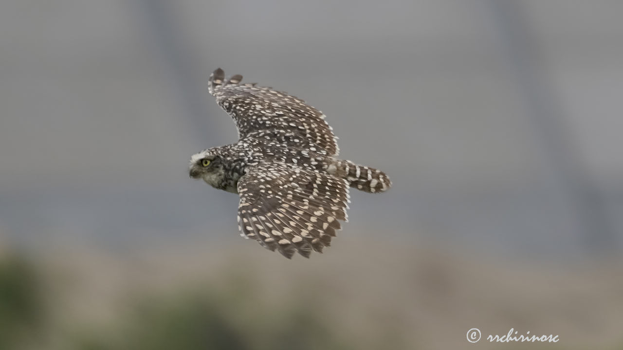 Burrowing owl