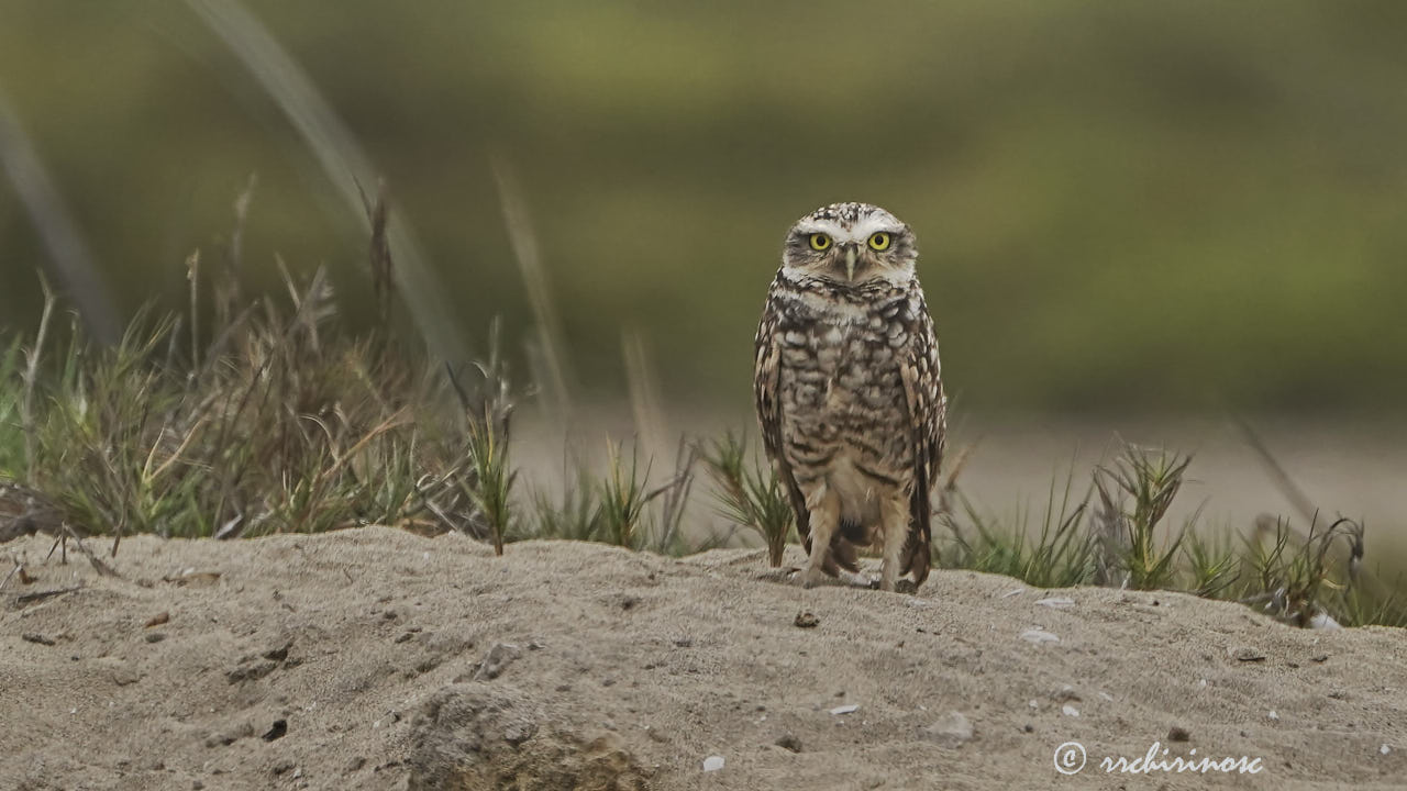 Burrowing owl