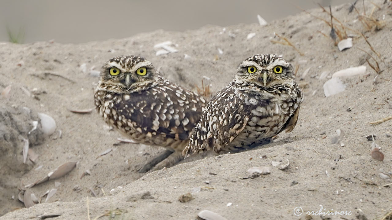 Burrowing owl