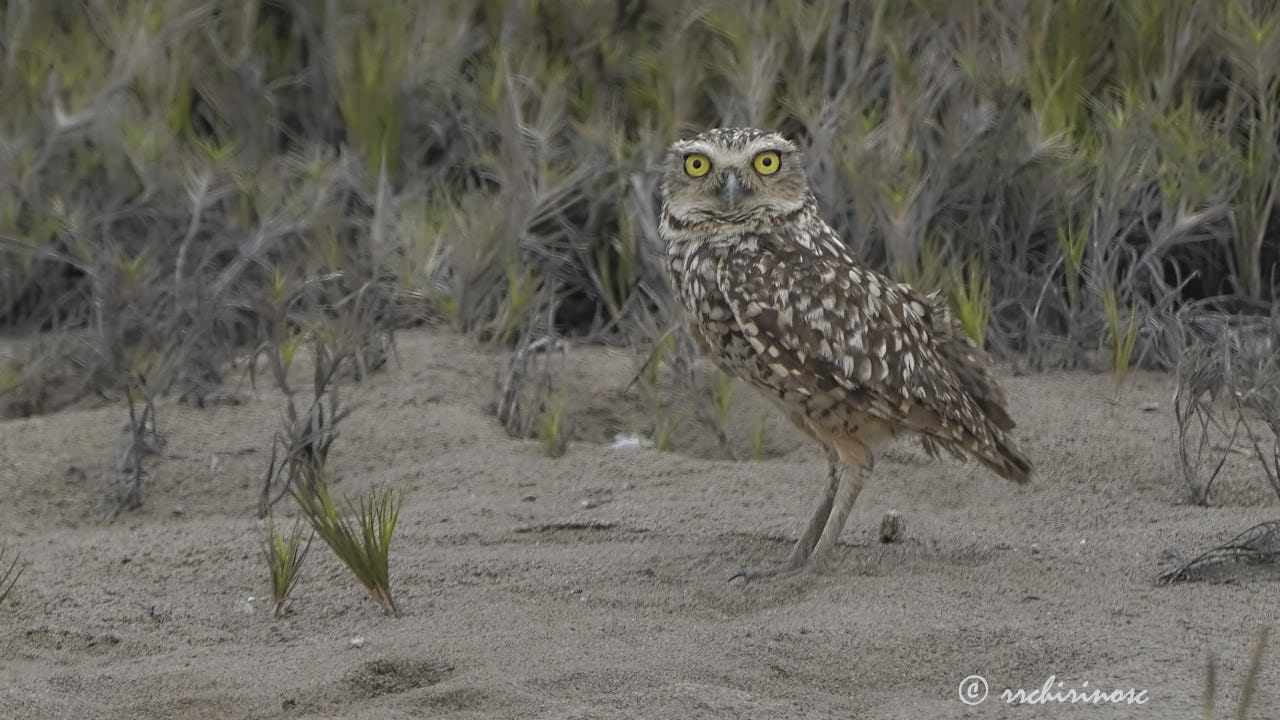 Burrowing owl