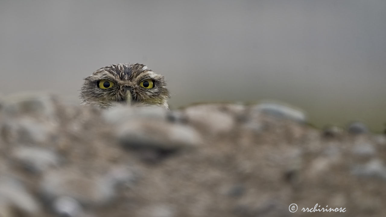 Burrowing owl