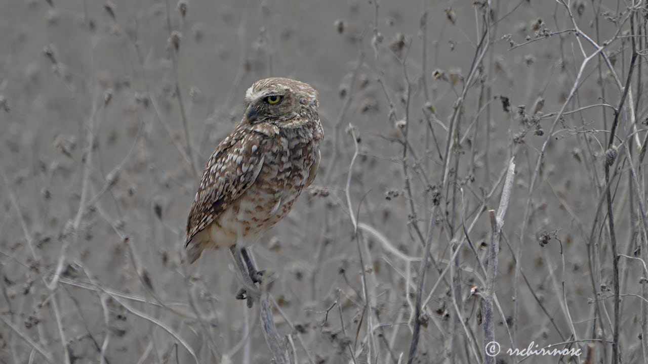 Burrowing owl