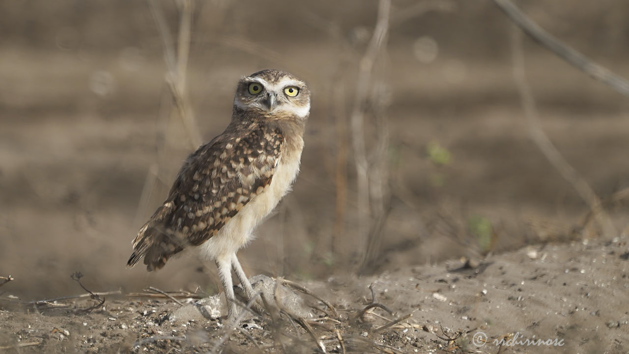 Burrowing owl