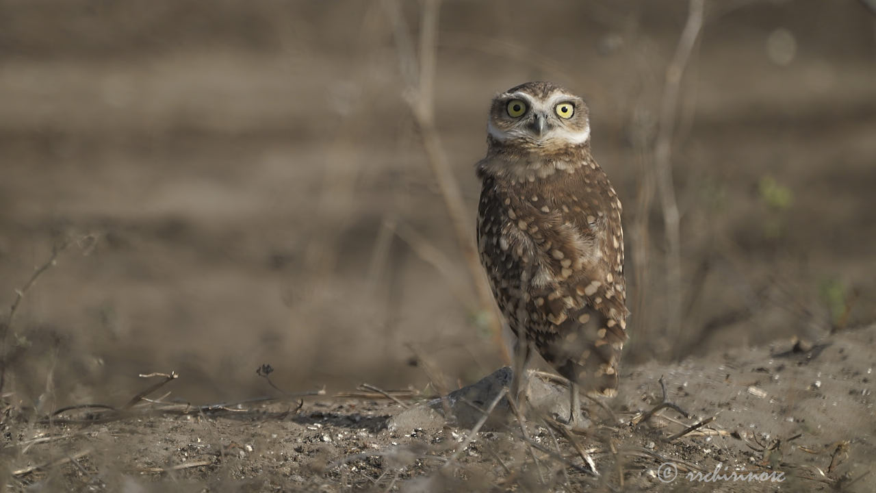 Burrowing owl