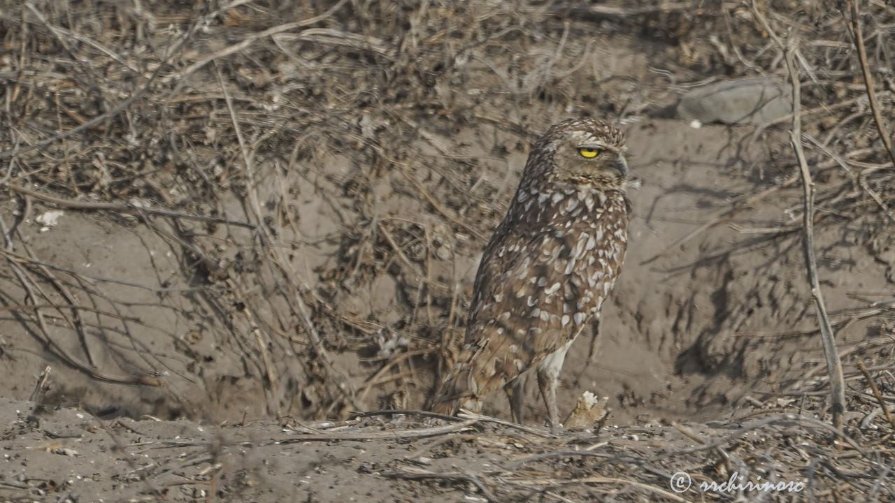 Burrowing owl