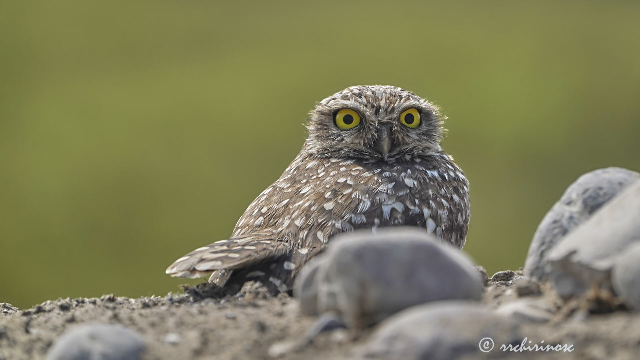 Burrowing owl