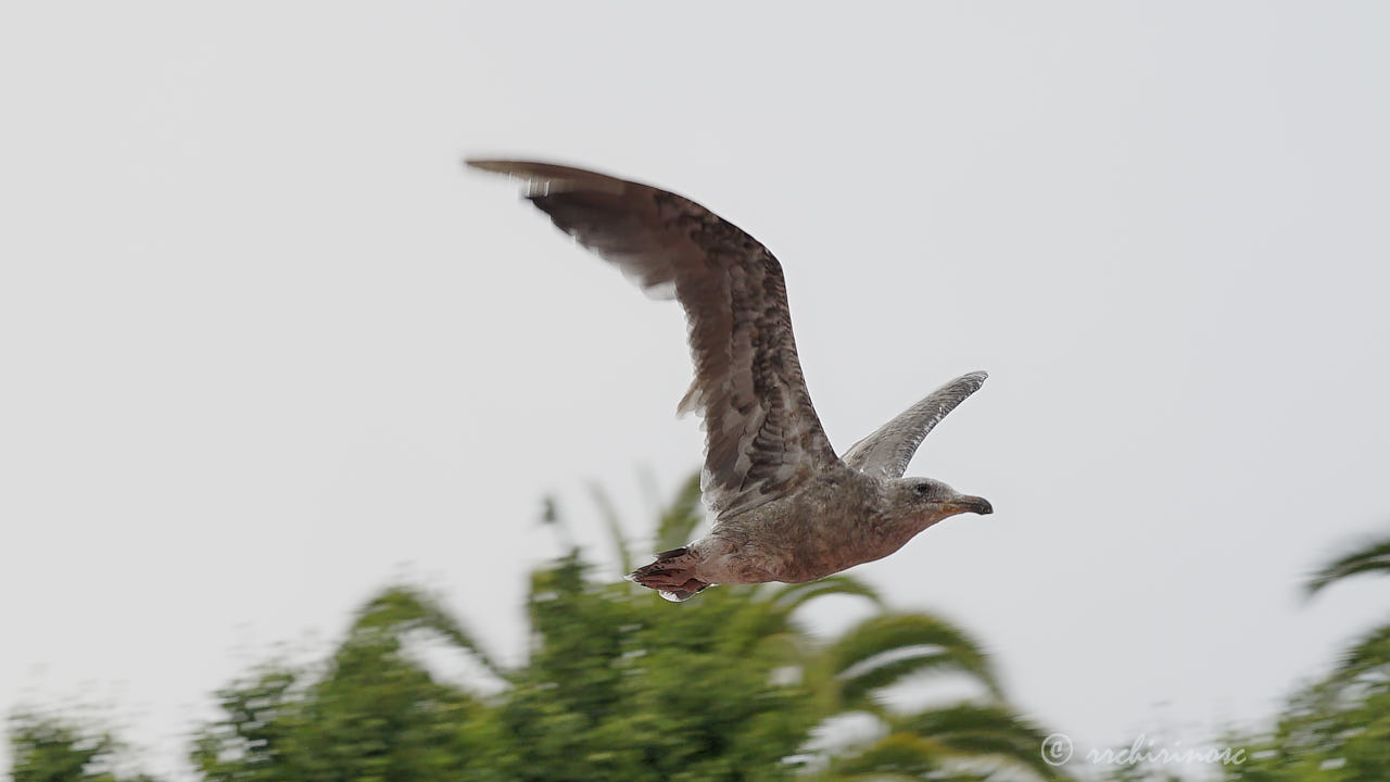 California gull