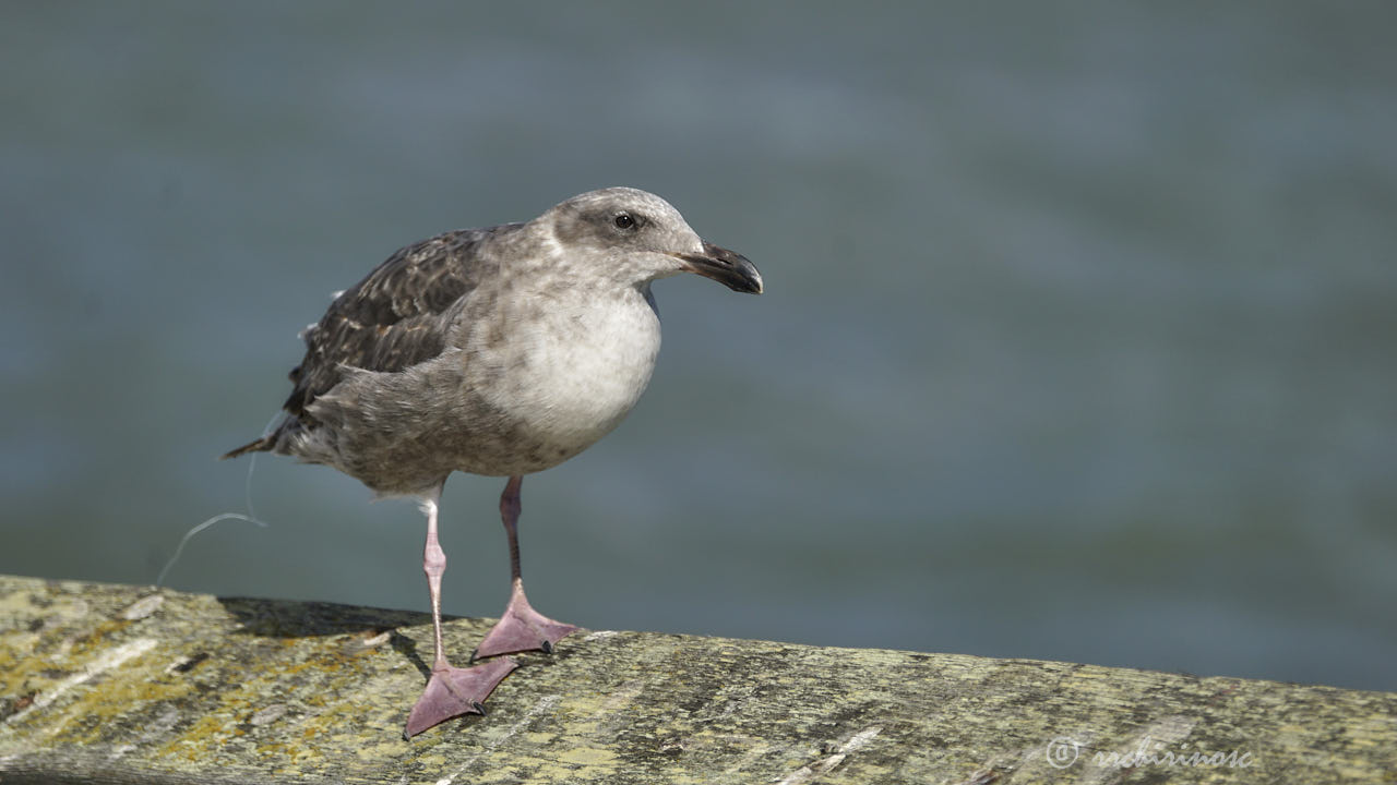 California gull