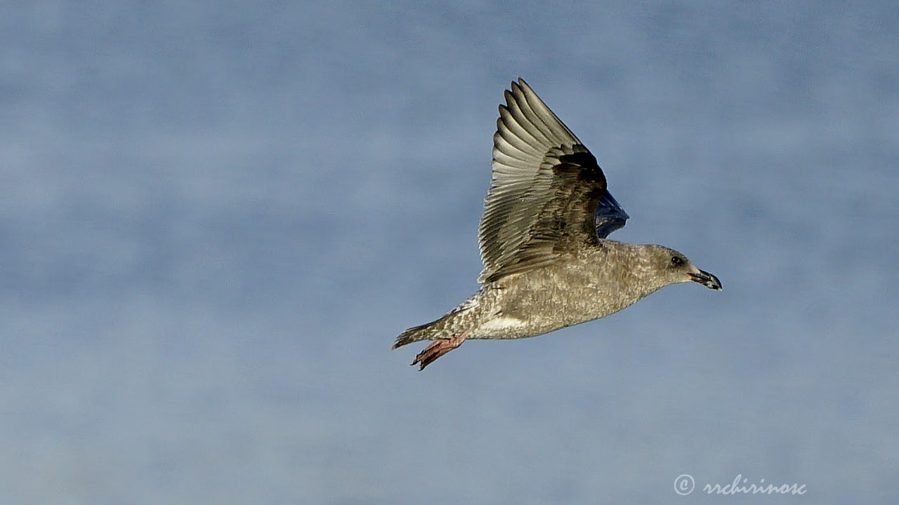 California gull