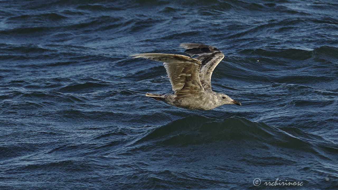 California gull