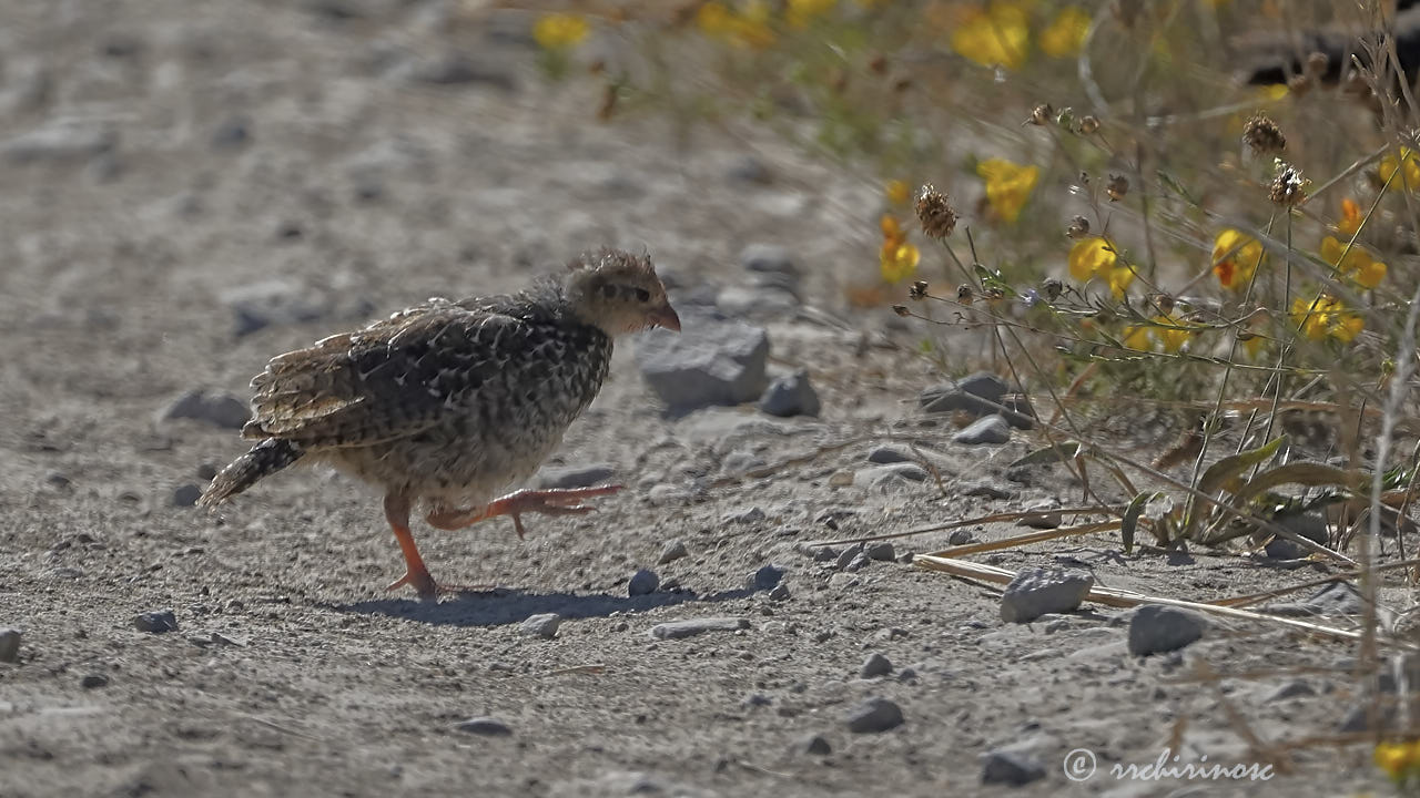 California quail