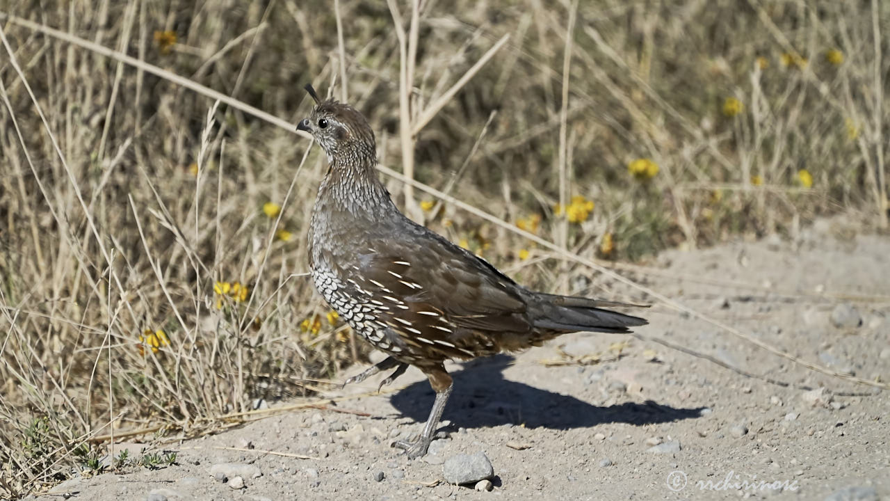 California quail