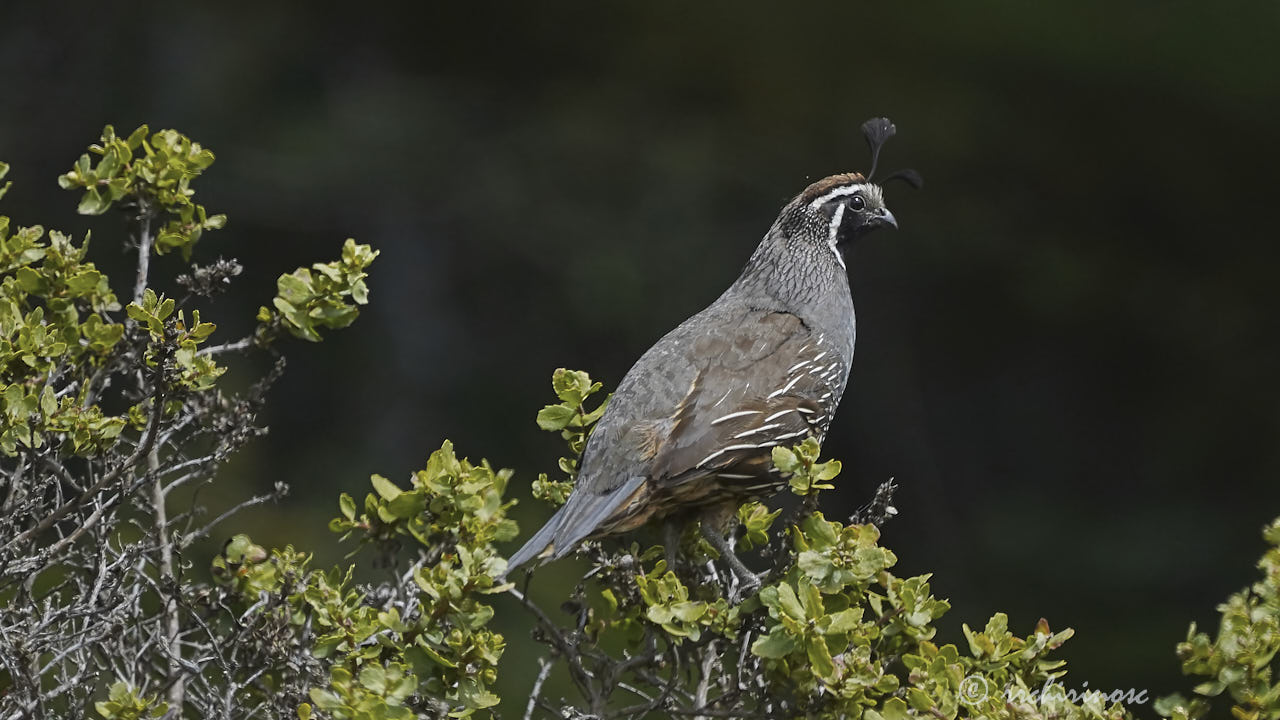 California quail