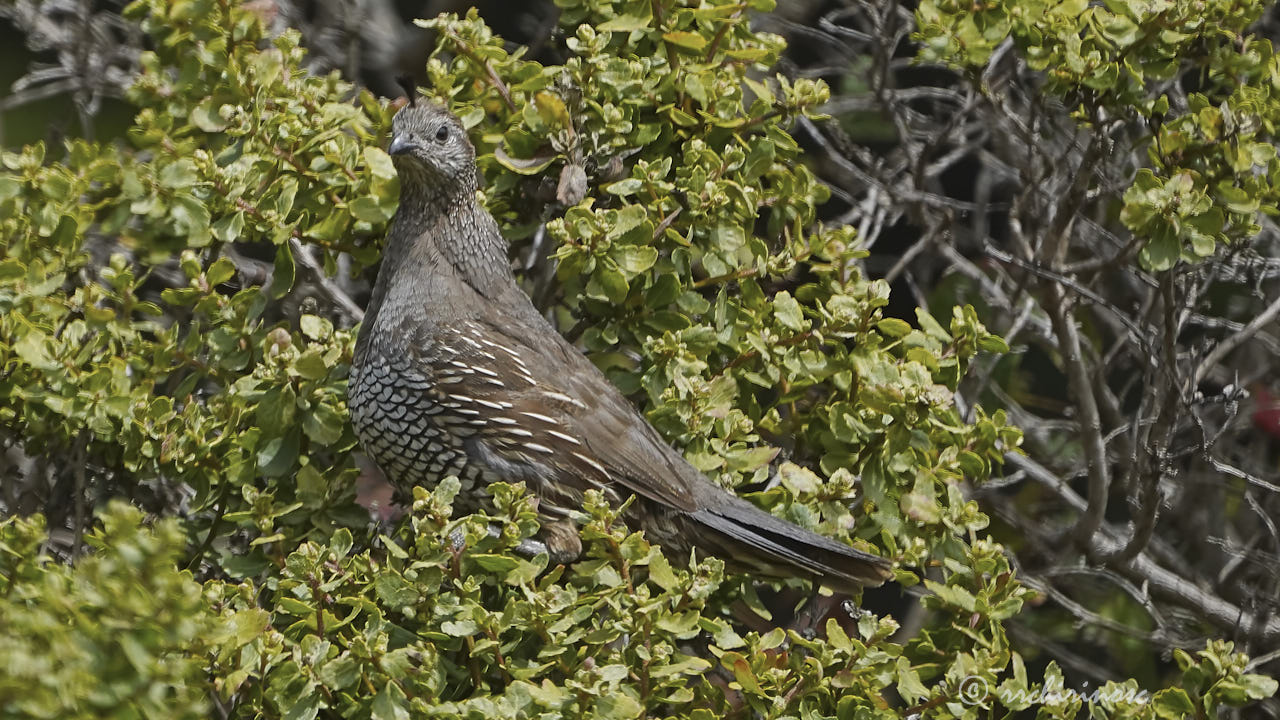 California quail