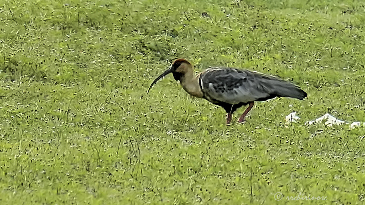 Black-faced ibis