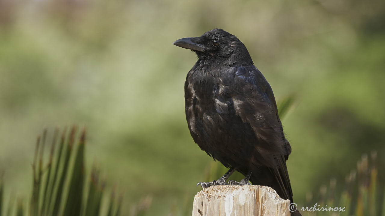 American crow