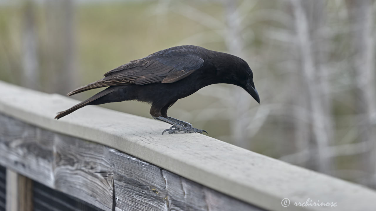 American crow