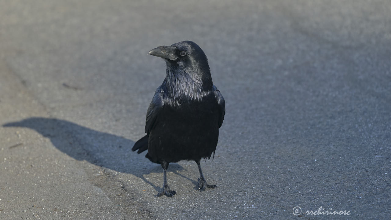 American crow