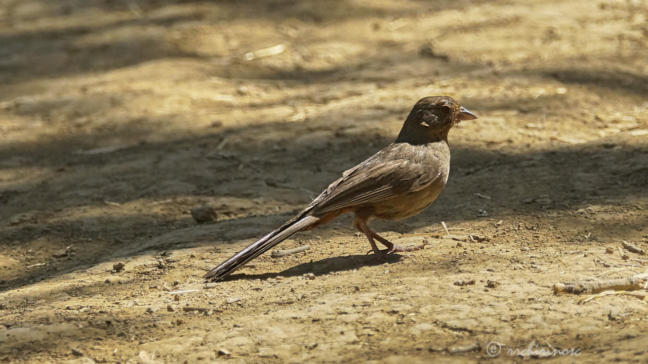 California towhee