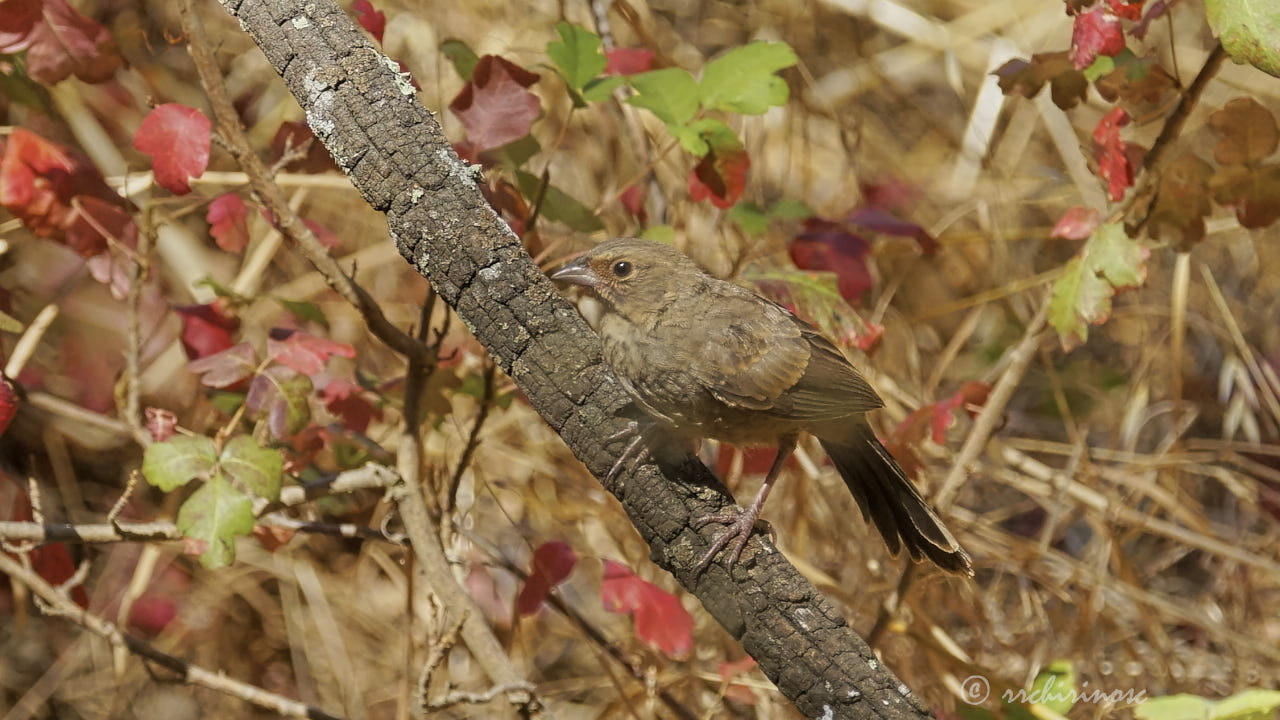 California towhee