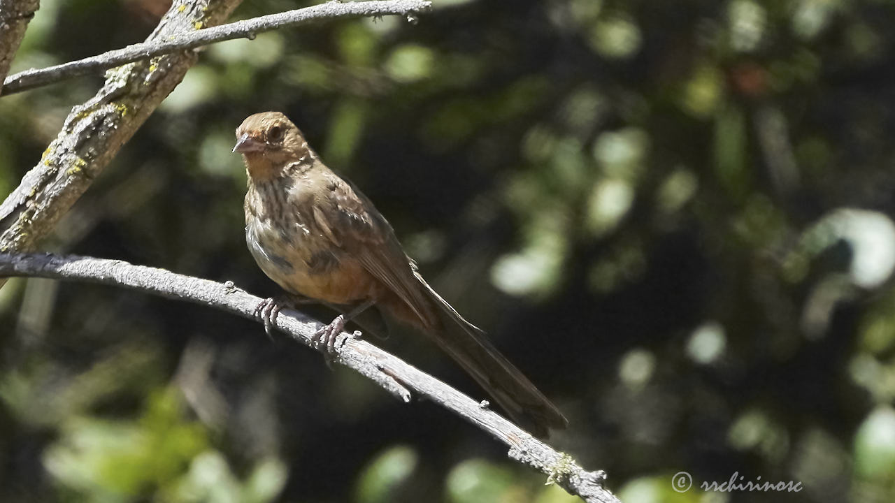 California towhee