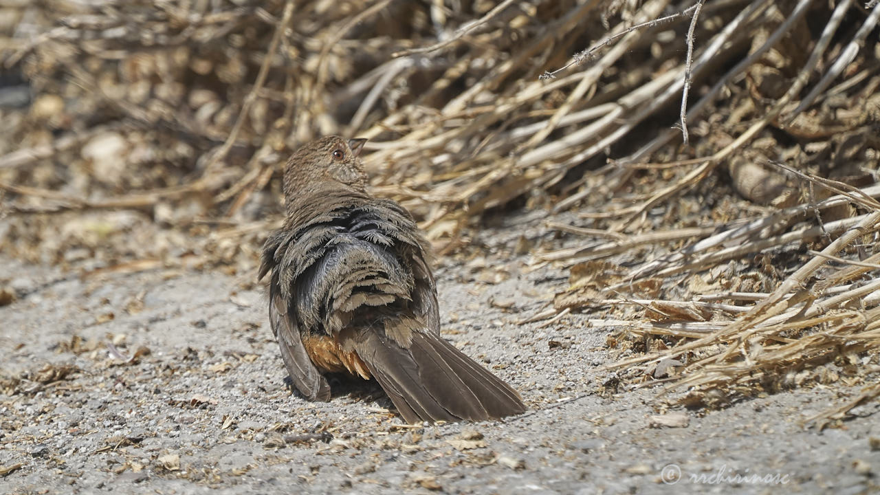 California towhee