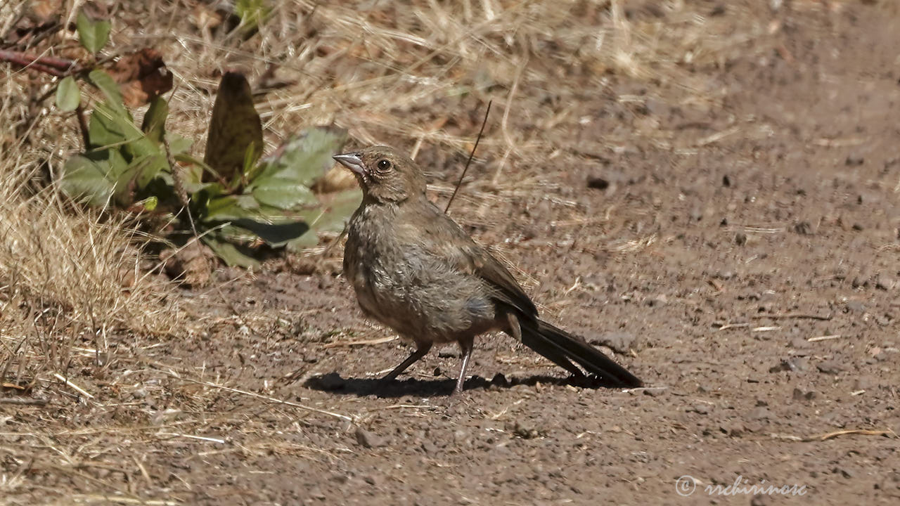 California towhee