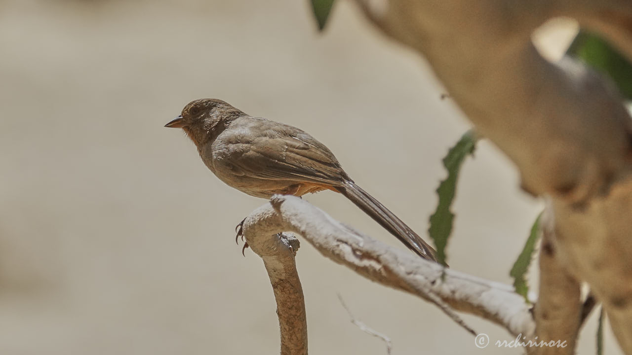 California towhee