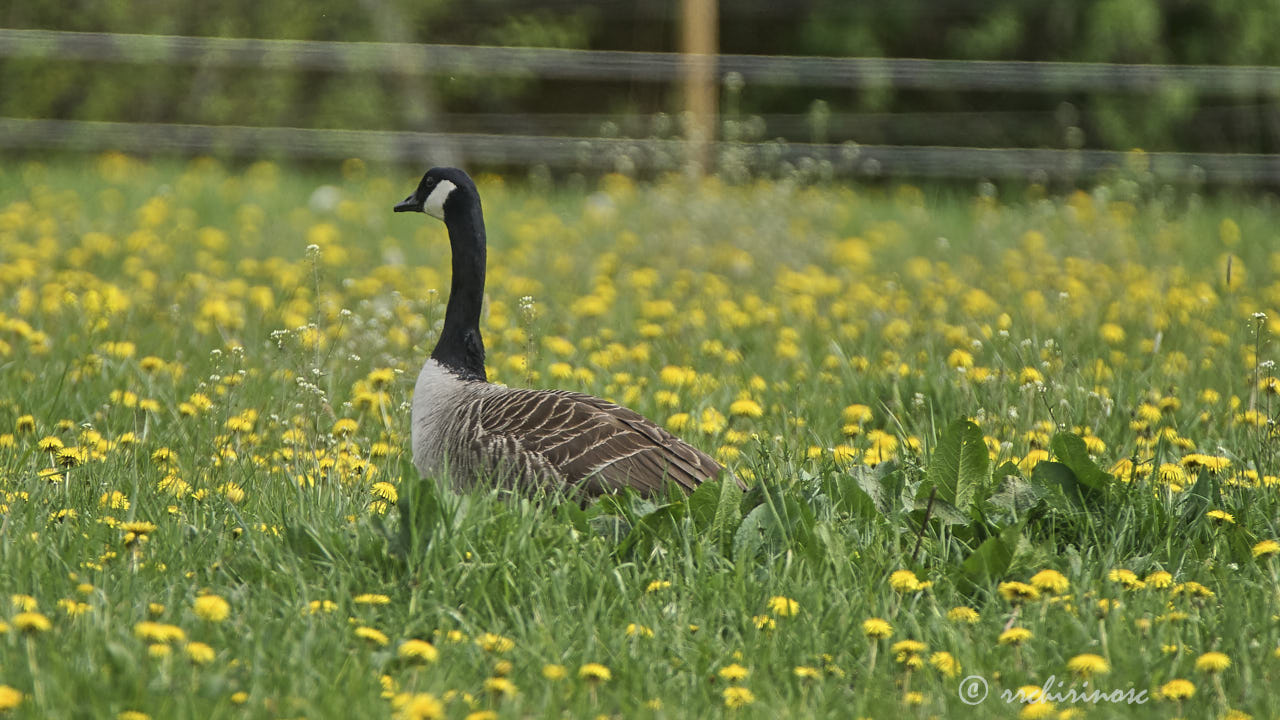 Canada goose