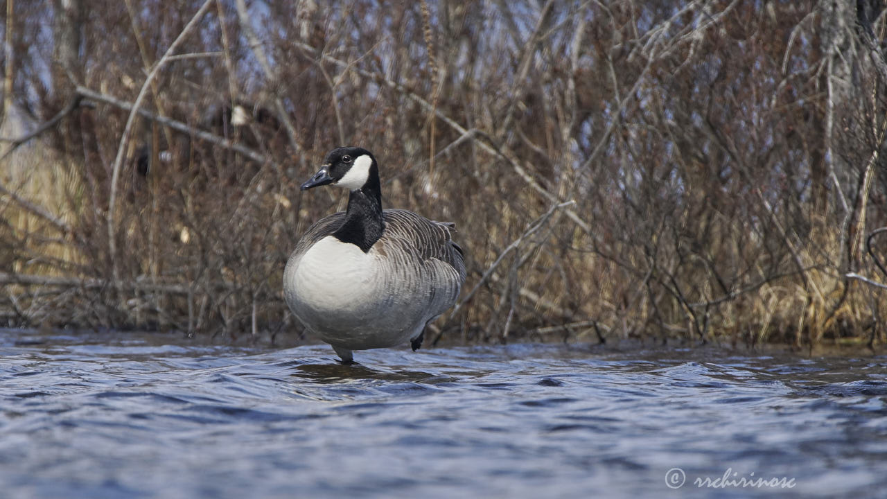 Canada goose