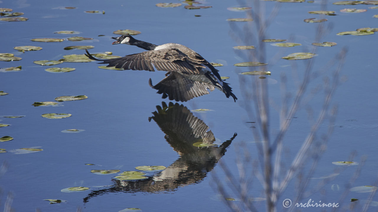 Canada goose