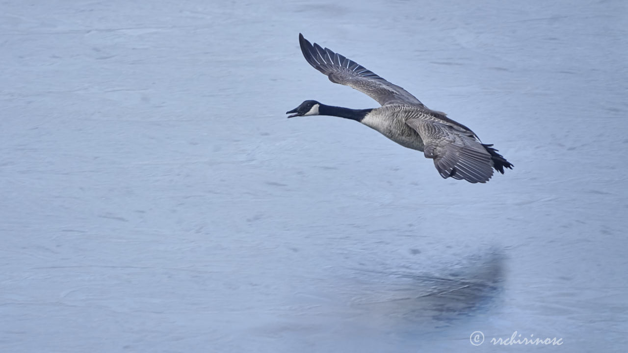 Canada goose