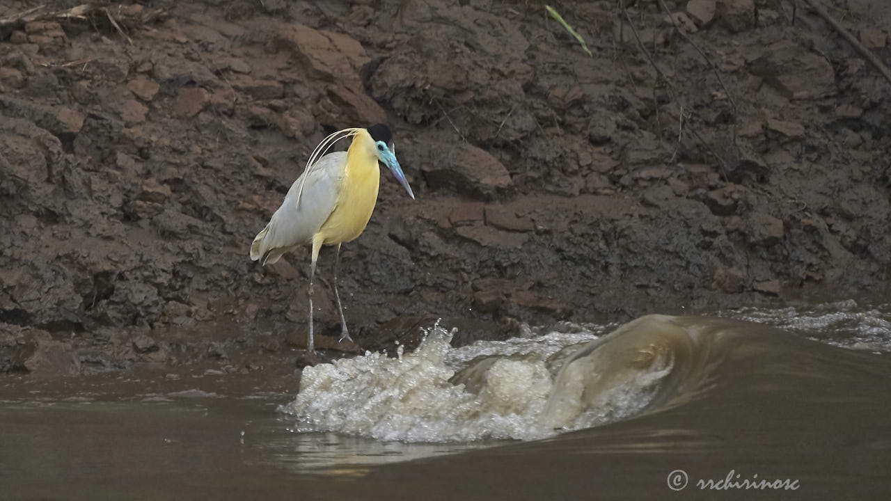 Capped heron