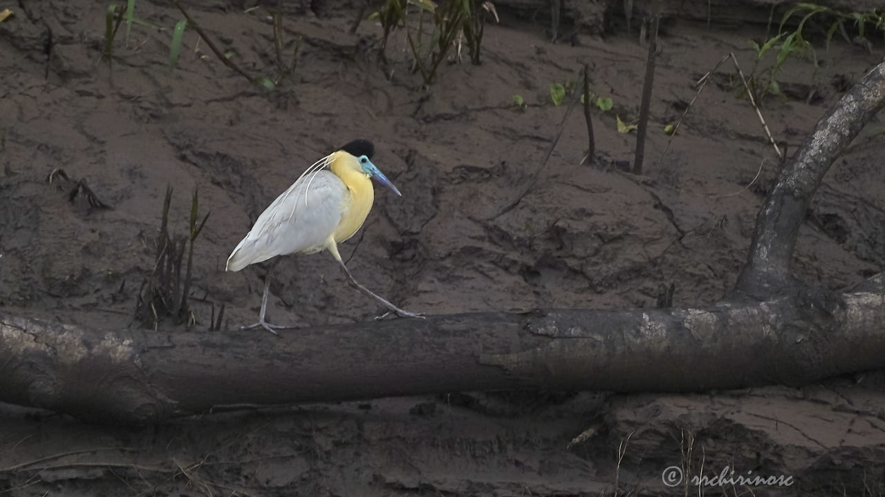 Capped heron