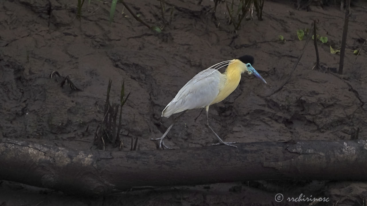 Capped heron