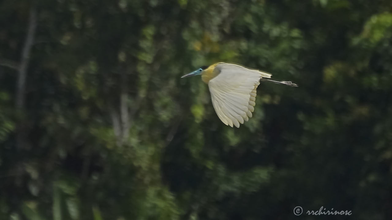 Capped heron