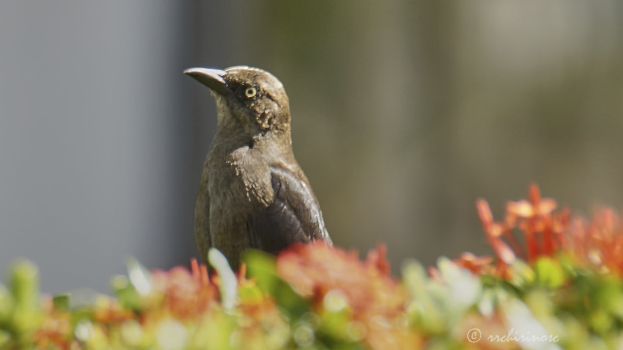 Carib grackle