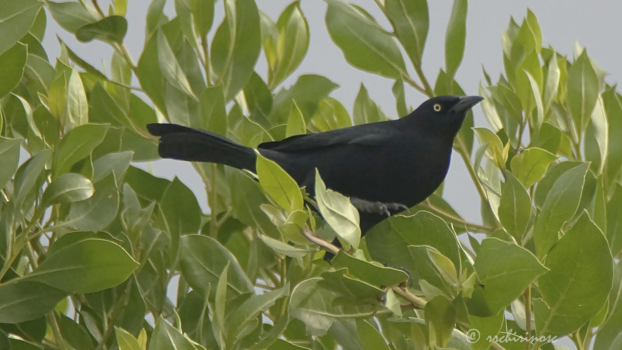 Carib grackle