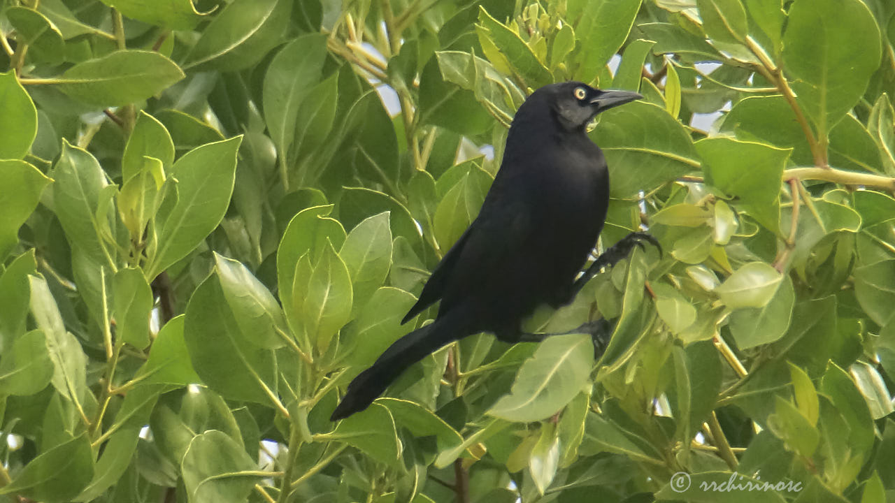 Carib grackle