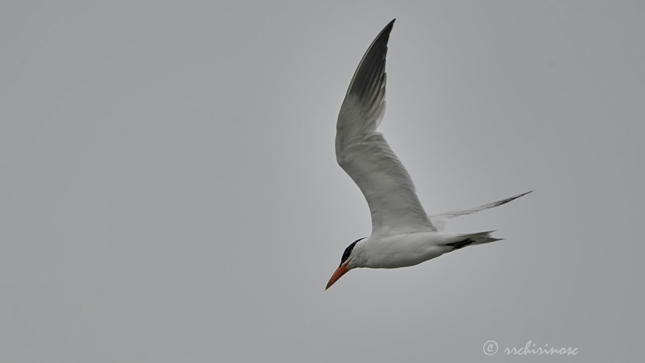 Caspian tern