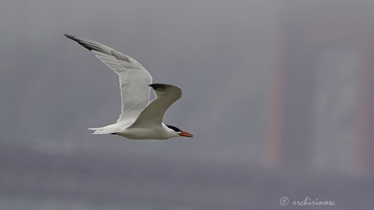 Caspian tern