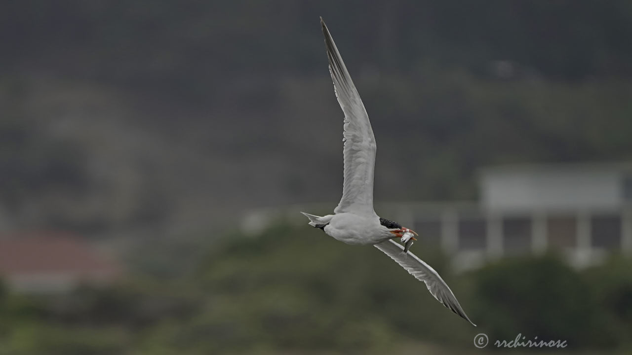 Caspian tern