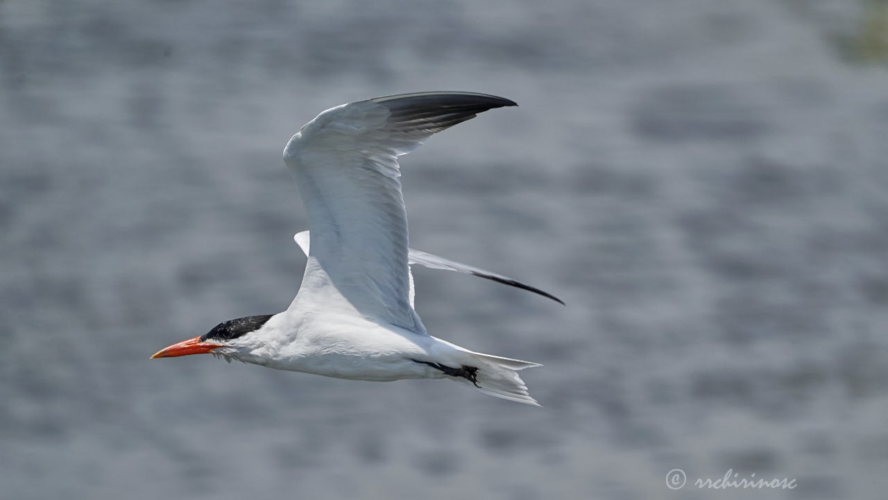 Caspian tern