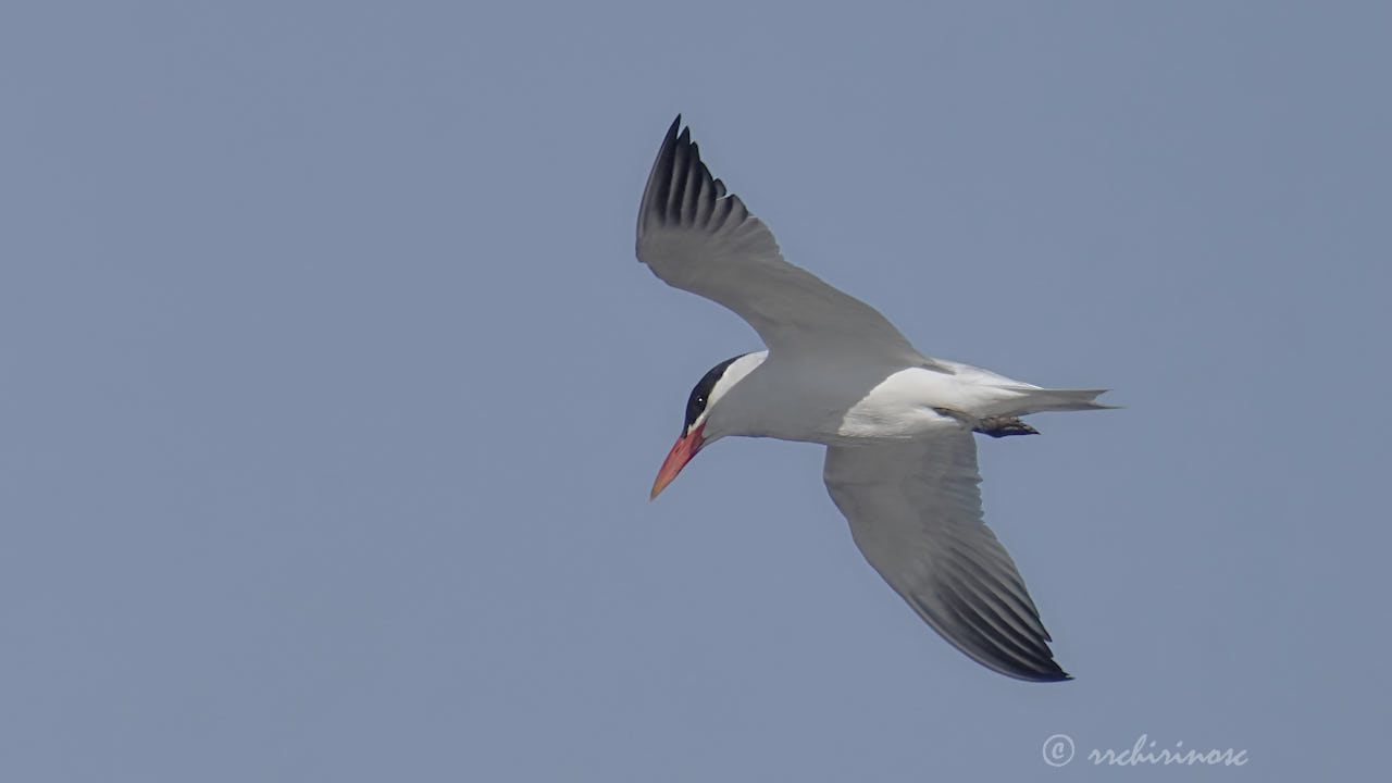 Caspian tern