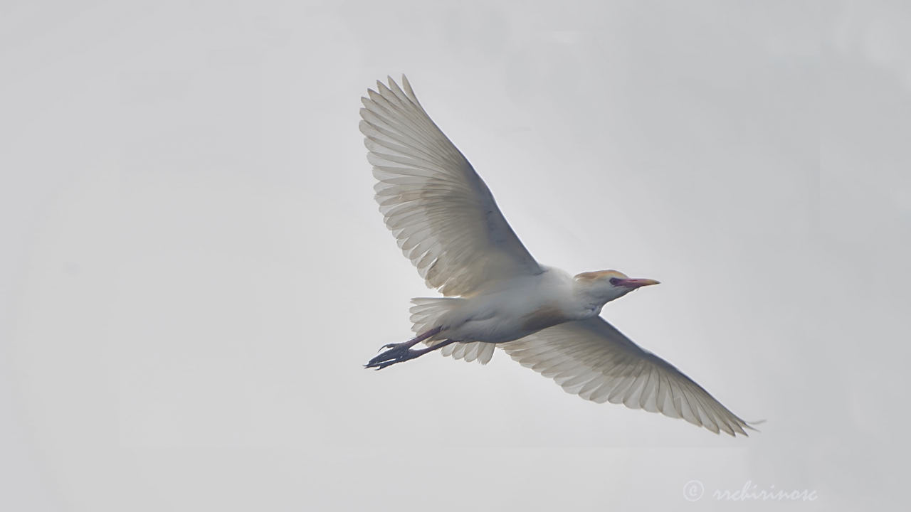 Cattle egret